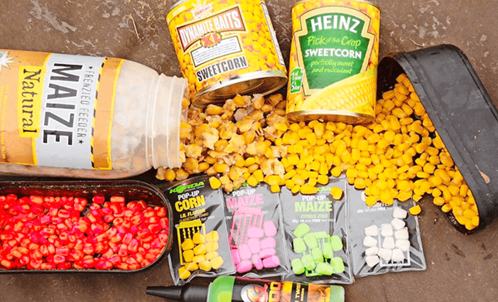 Best Carp Bait for Summer