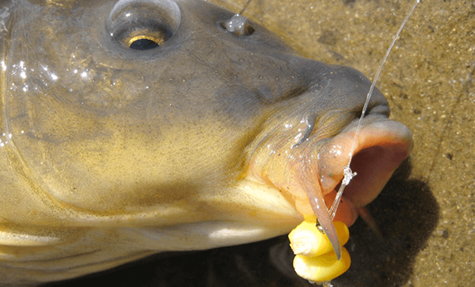 How to Catch Carp with Corn