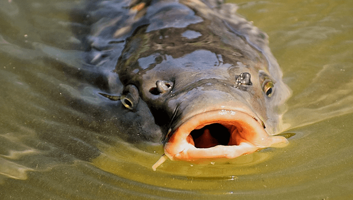 How to Catch a Carp in a Pond