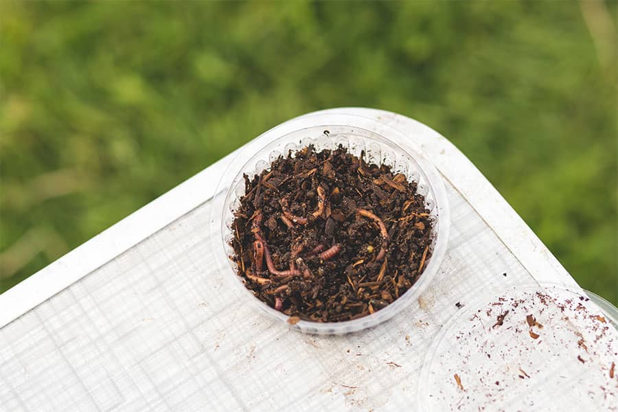 Live Worms Carp Fishing Baits