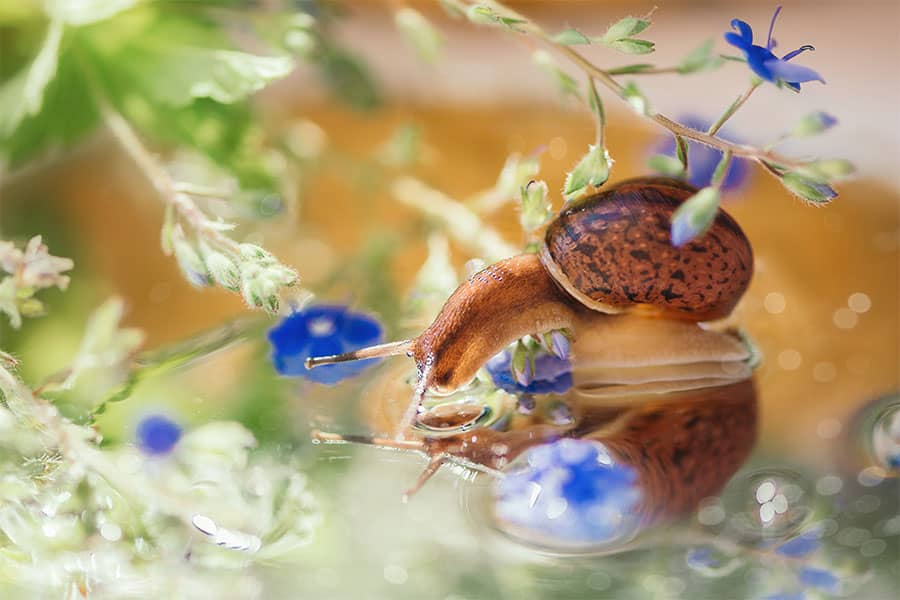 Micro Water Snails - fishing baits