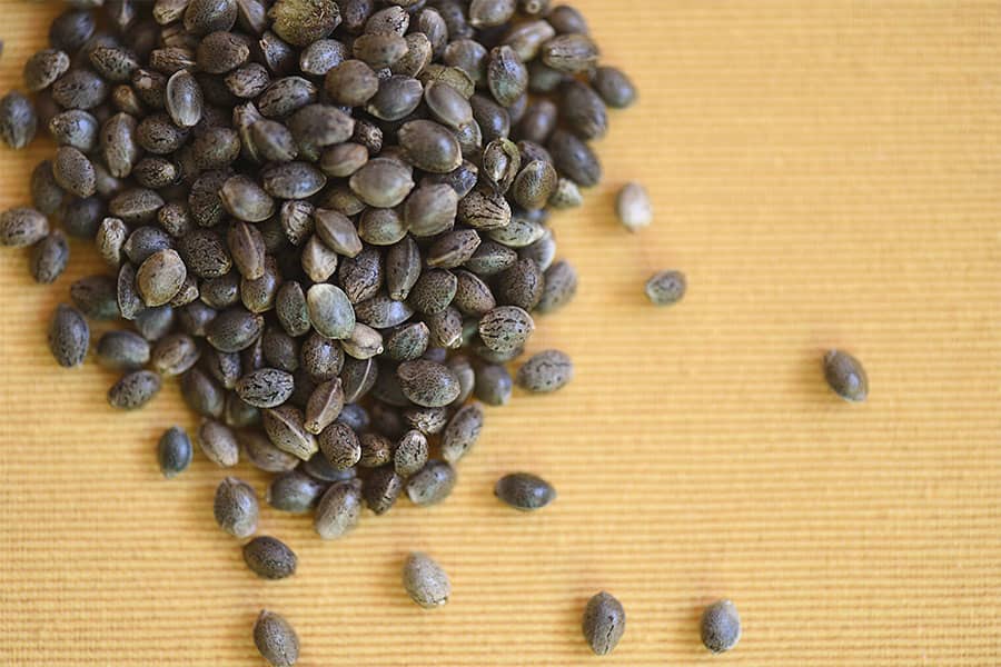 Summer Fish baits - Hemp Seeds