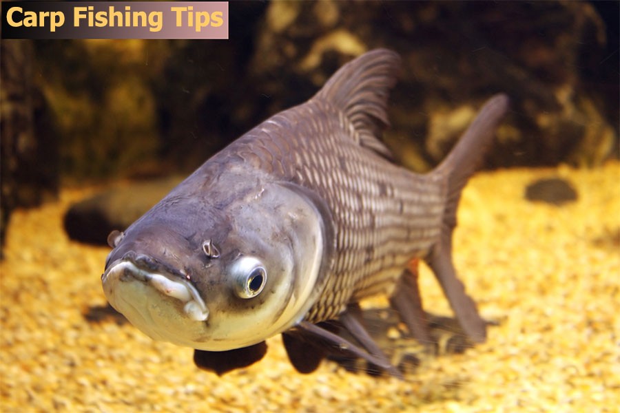 carp fishing tips