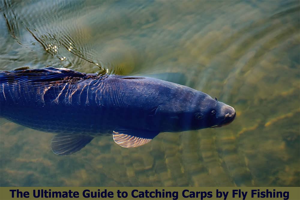 fly fishing for carp