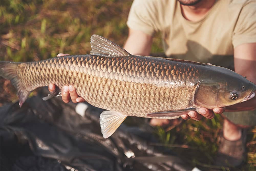 good carp fishing sports in Gauteng