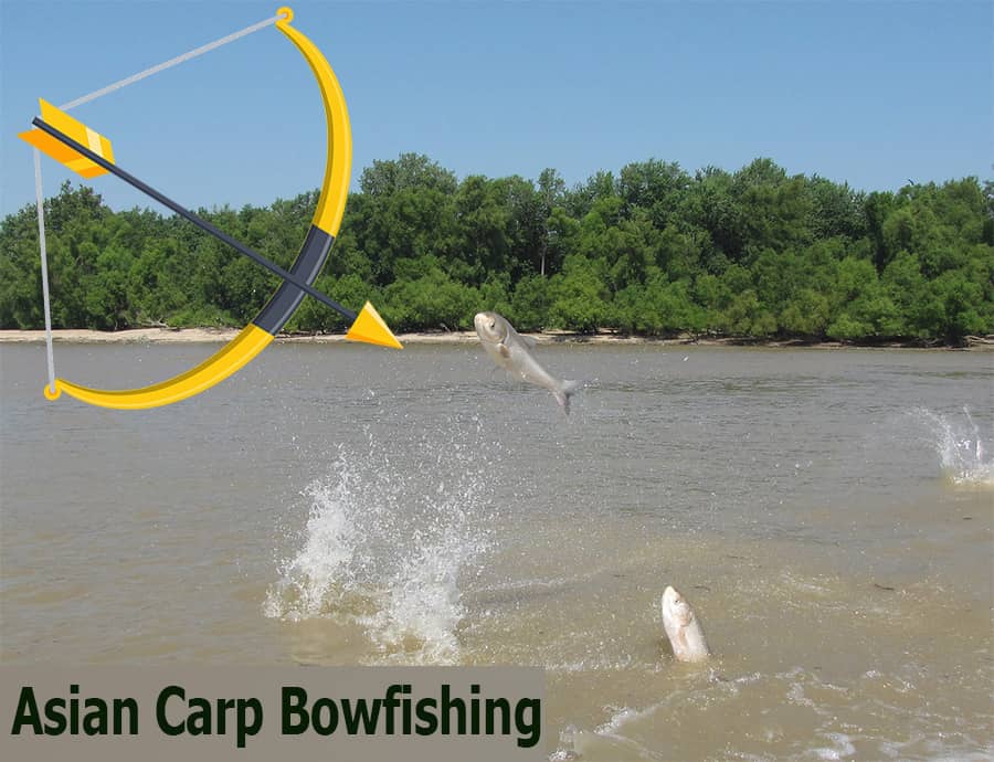 Asian carp bowfishing