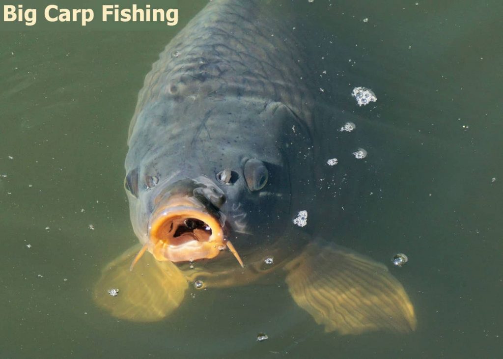 Big Carp Fishing