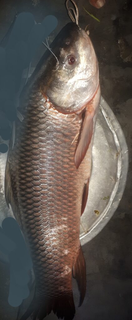 Bowfishing Asian Carps