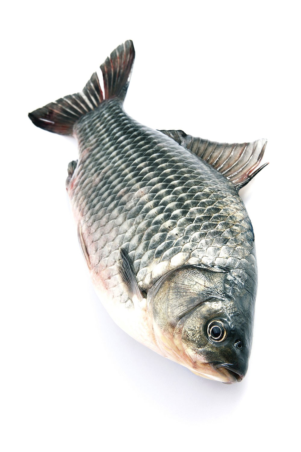 Carp Fishing Spots in South Africa