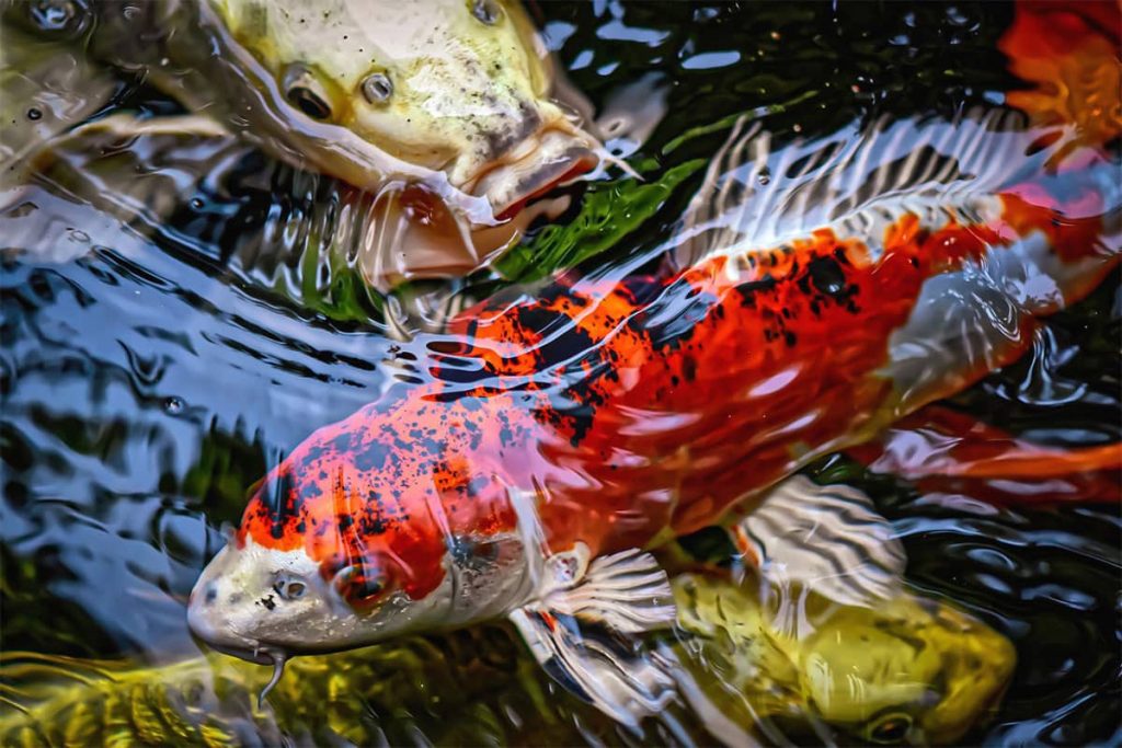 koi carp fishing
