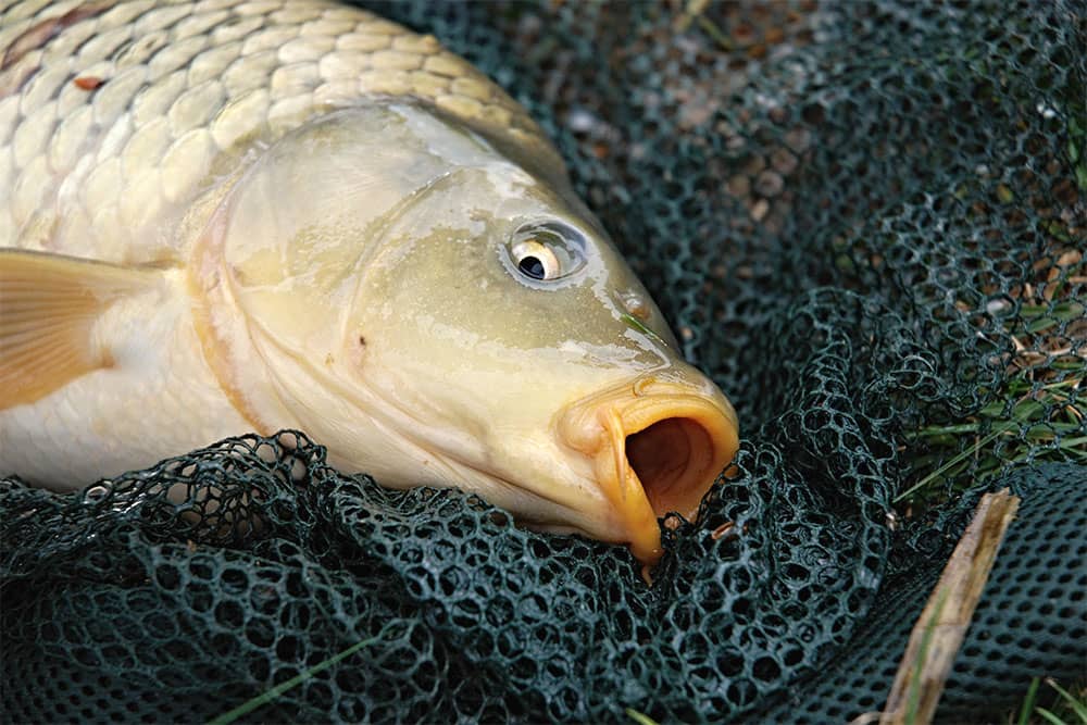 Common Carp Fishing
