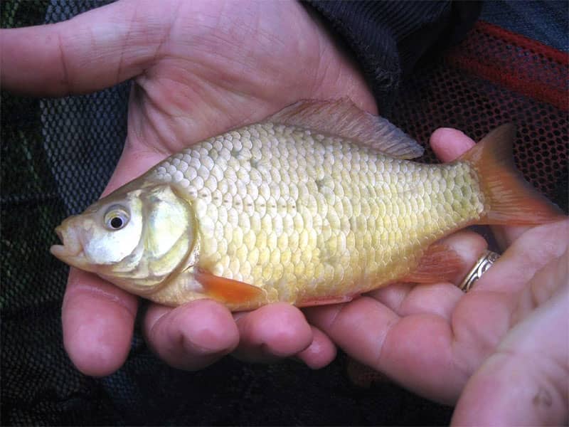 Crucian Carp Fishing
