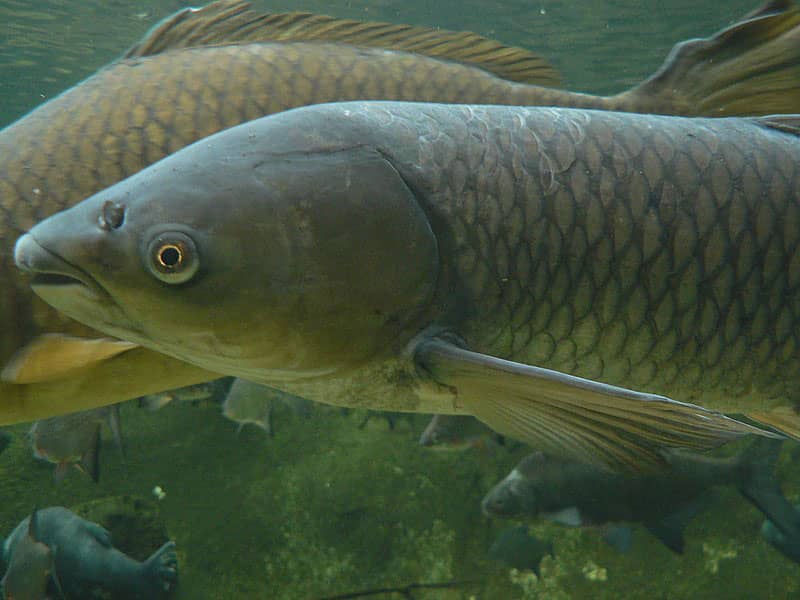 Grass Carp Fishing