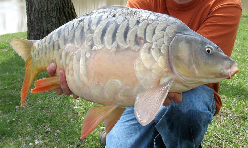mirror carp fishing