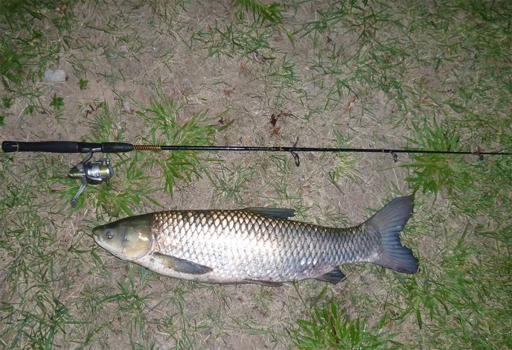 Best Bait for Grass Carp