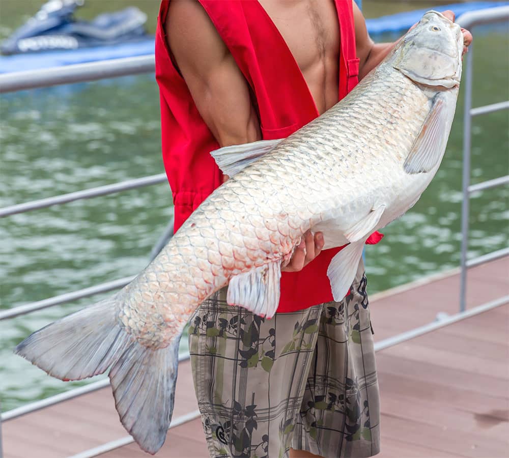 What do grass carp eat?