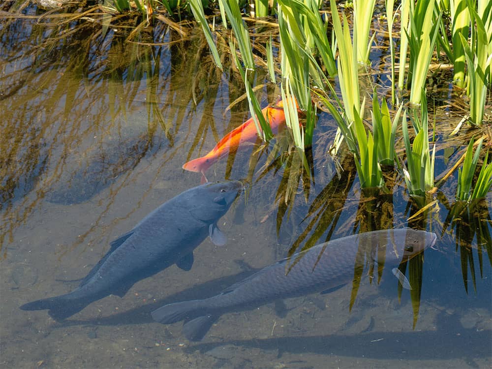 how fast do grass carp grow