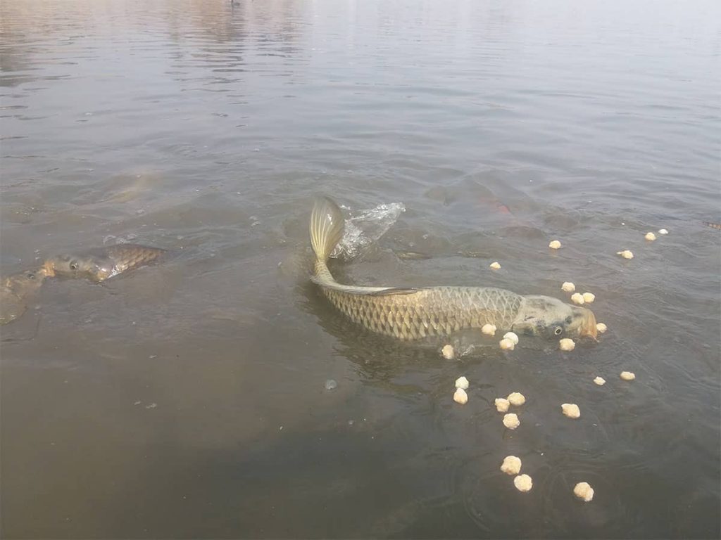how to catch grass carp in a pond