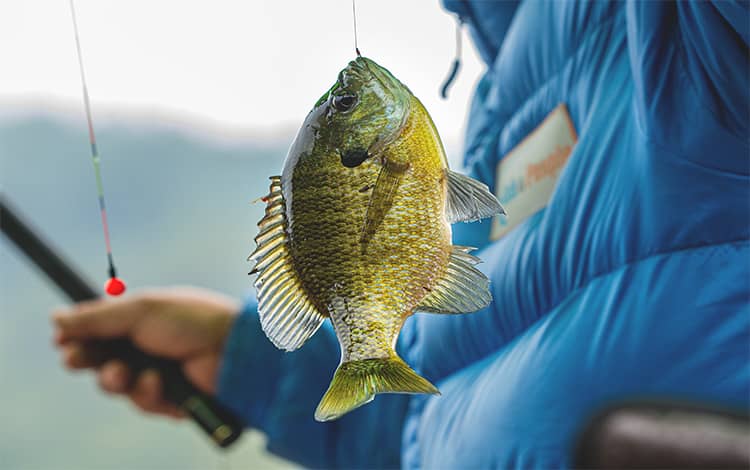 Best Time of Day to Catch Big Bluegill