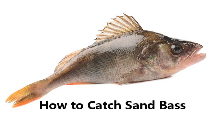 Sand Bass Fishing