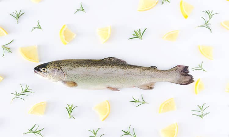 How to Catch Trout in a Lake from Shore?