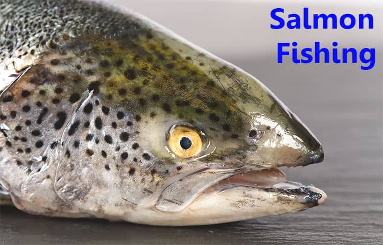 Salmon Fishing