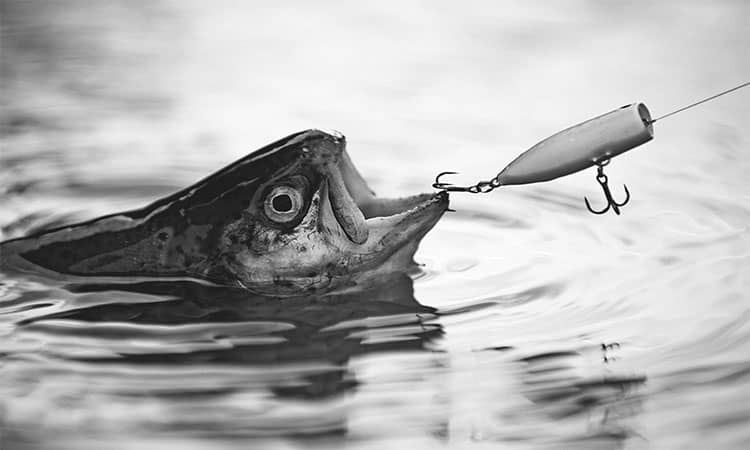 Trout Fishing Basics