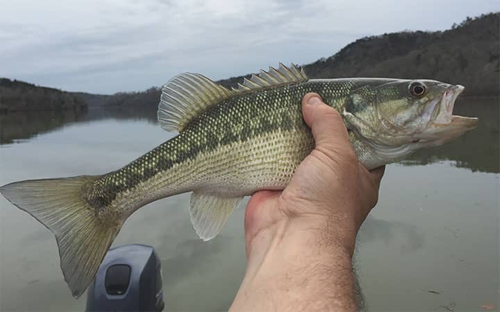 What Do Smallmouth Bass Eat?