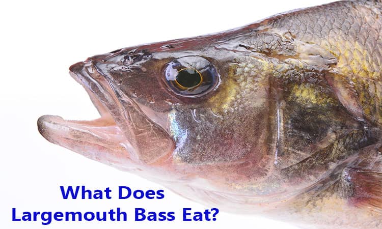 What Does Largemouth Bass Eat?
