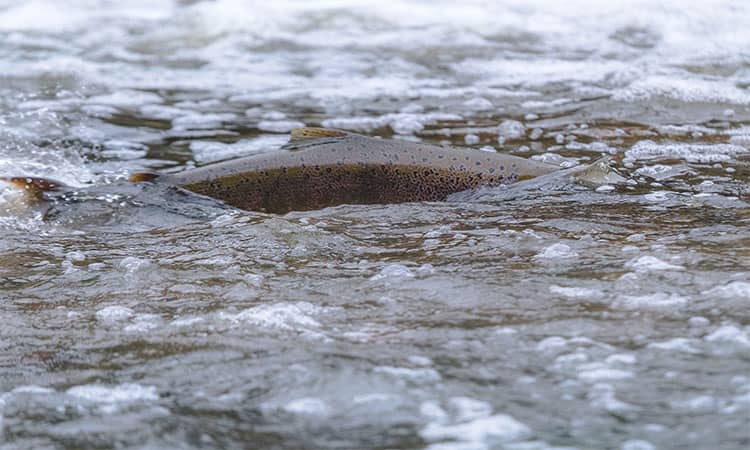 World's Top Fishing Spots for Atlantic Salmon