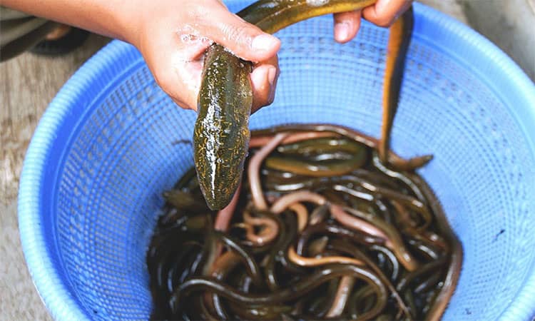 eel fishing