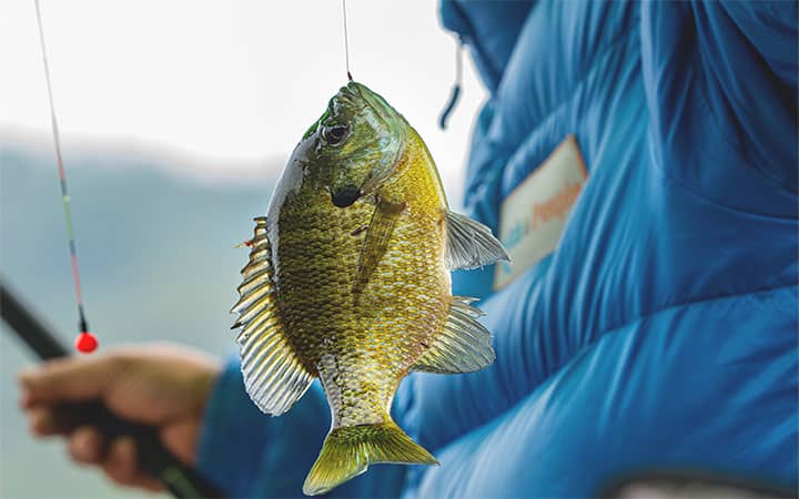 Bluegill Fishing