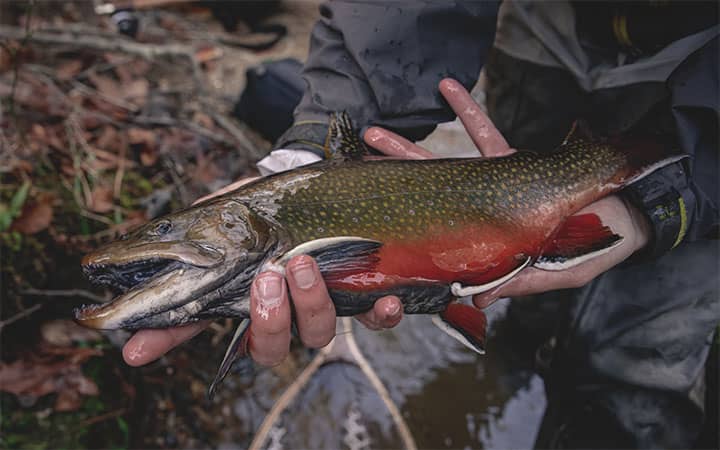 Brook Trout Fishing