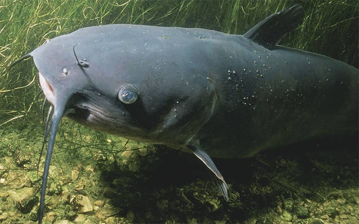 Channel Catfish Fishing