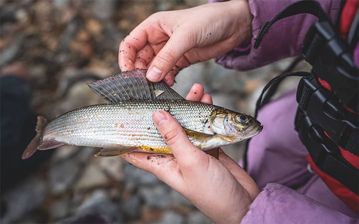 Grayling Fishing