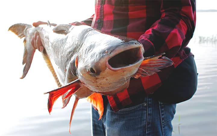 How to Catch Catfish