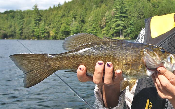 Smallmouth Bass Fishing