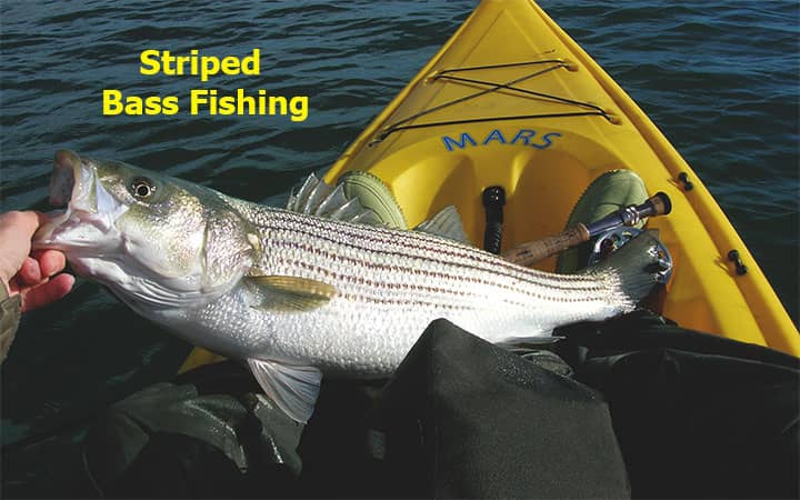 Striped Bass Fishing