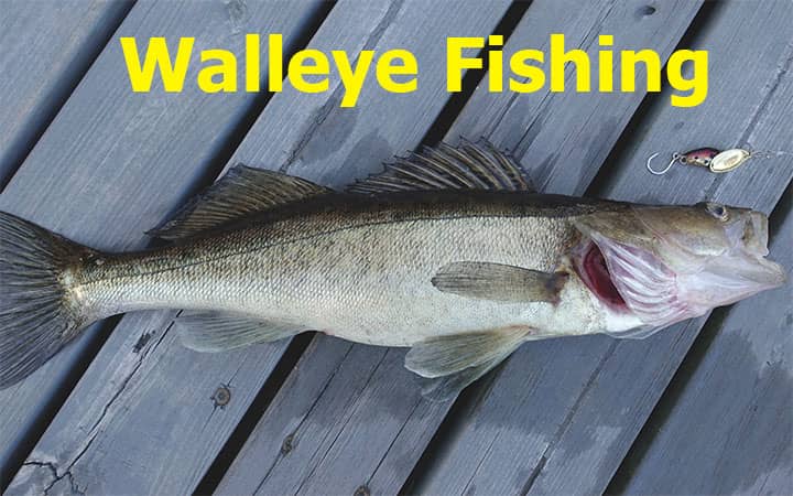 Walleye Fishing