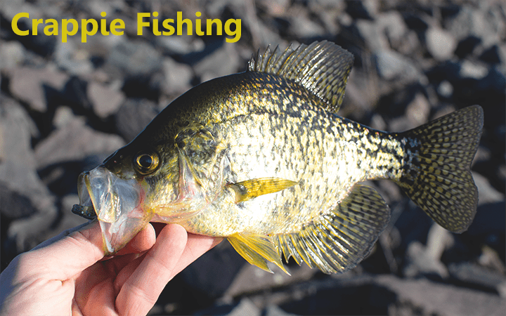 crappie fishing