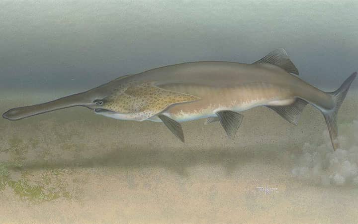 How To Catch Paddlefish