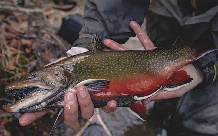 Steelhead Trout Fishing