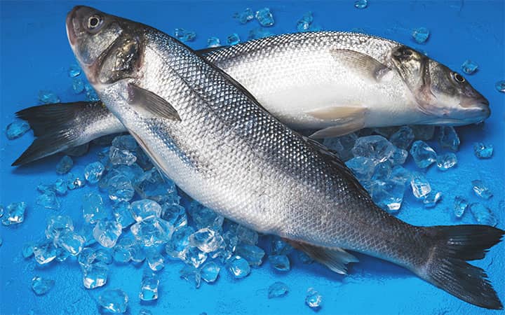 White Bass Fishing Tips