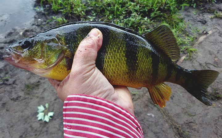 Yellow Perch Fishing