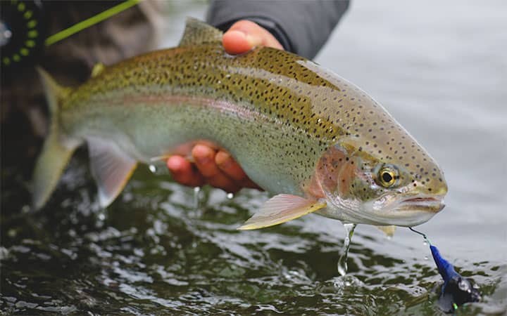 cutthroat trout fishing