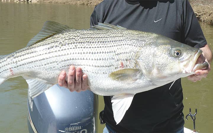 Best Live Bait for Striped Bass in The Freshwater