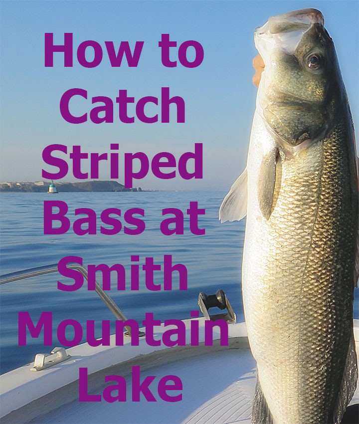 How to Catch Striped Bass at Smith Mountain Lake