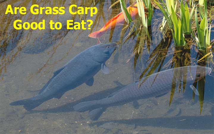 Are Grass Carp Good to Eat?