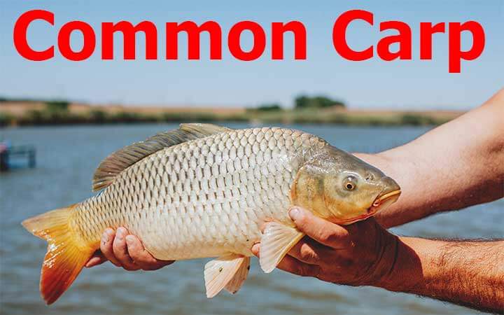 Common Carp