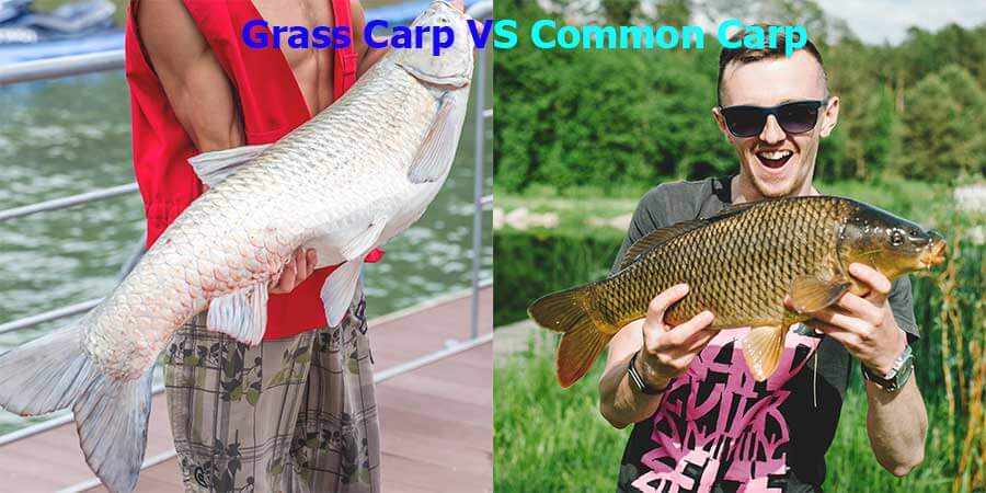 Grass Carp VS Common Carp